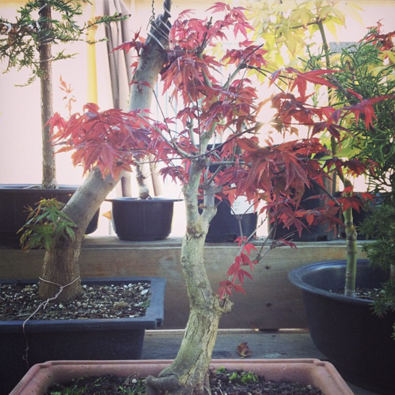 Edo-style bonsai illustration
